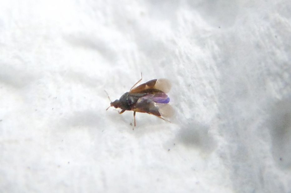 Anthocoridae?